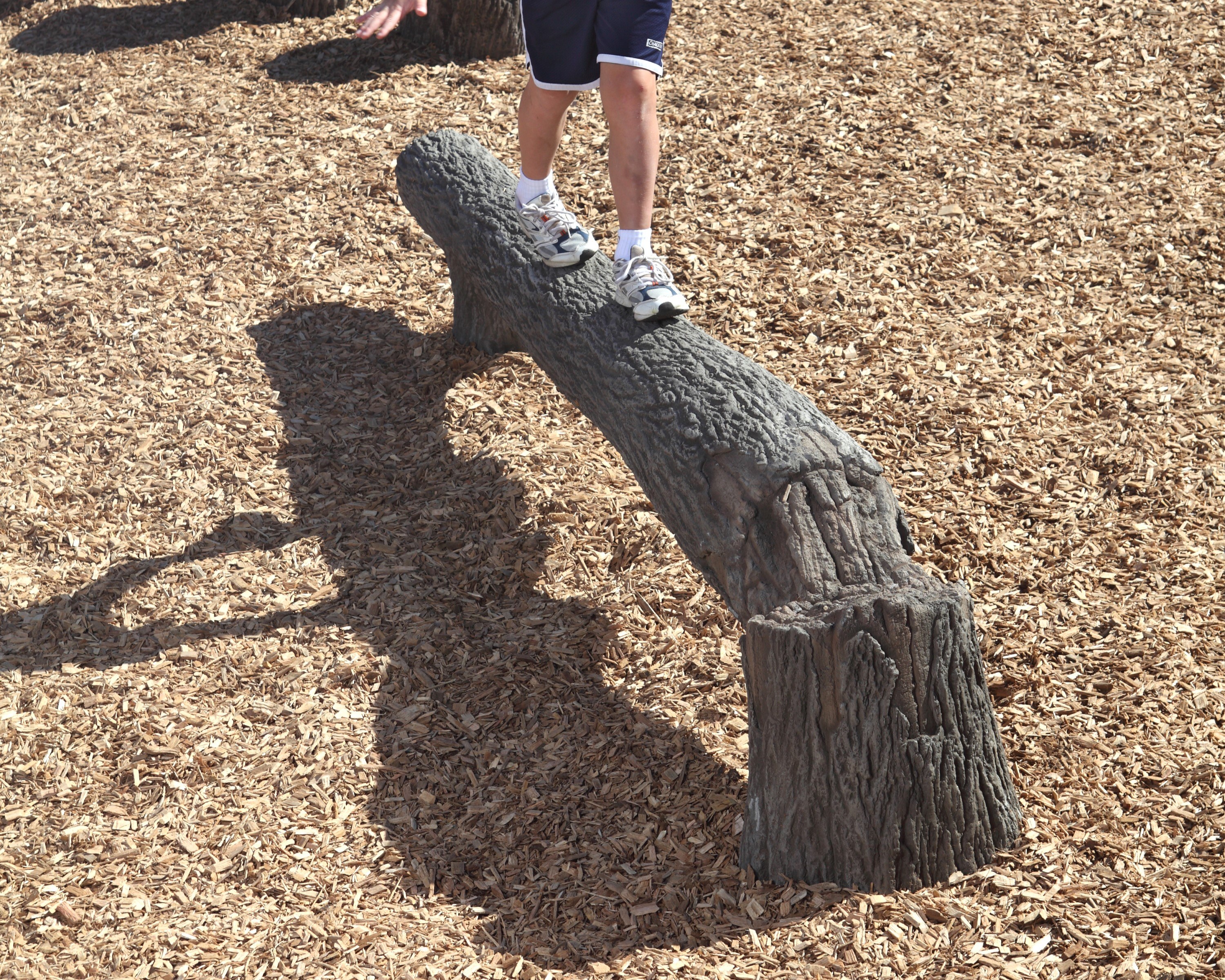 Fallen Tree Balance Beam