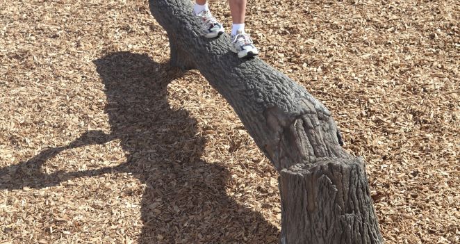 Fallen Tree Balance Beam