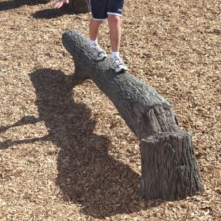 Fallen Tree Balance Beam