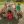 Early Play Crawl N Toddle 0088
